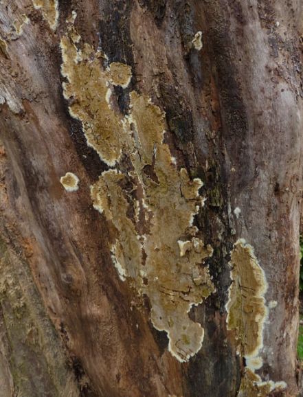 Fruit bodies covering horse chestnut in Harlow, UK.